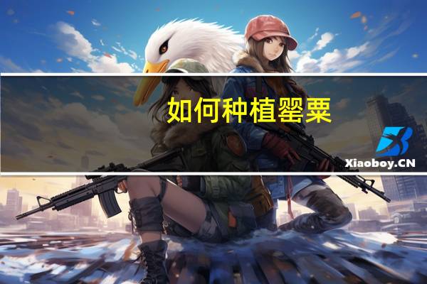 如何种植罂粟