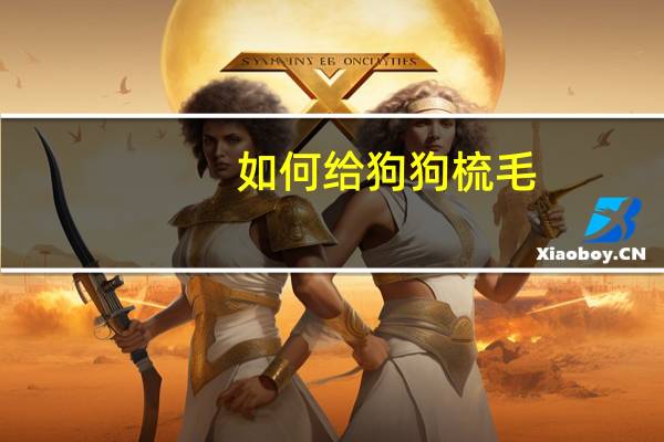 如何给狗狗梳毛