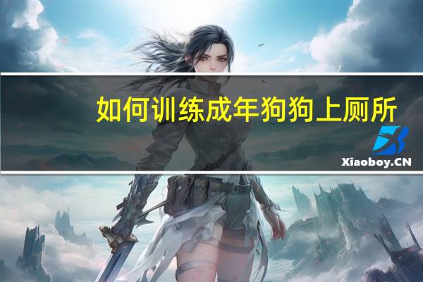 如何训练成年狗狗上厕所