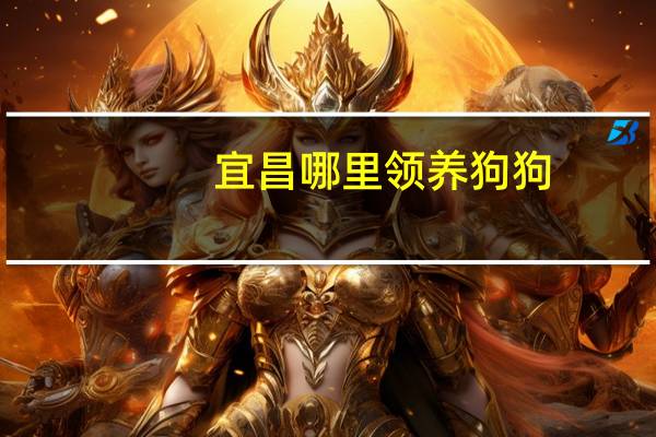 宜昌哪里领养狗狗