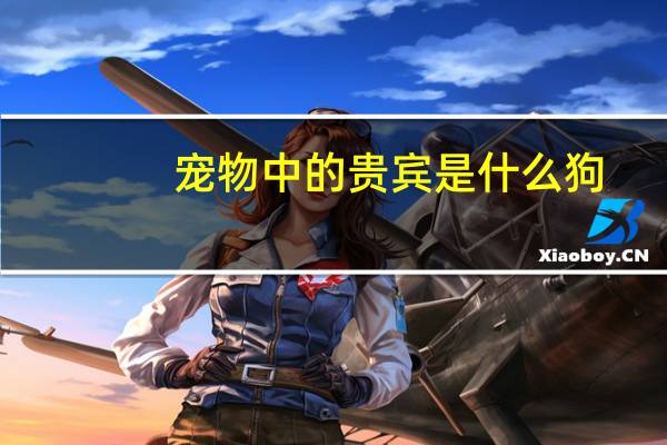 宠物中的贵宾是什么狗