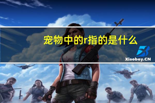 宠物中的r指的是什么