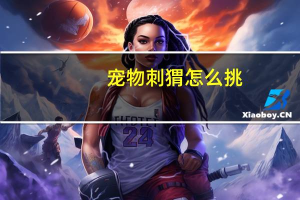 宠物刺猬怎么挑