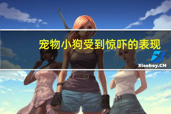 宠物小狗受到惊吓的表现