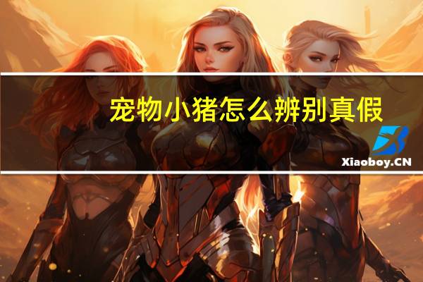 宠物小猪怎么辨别真假