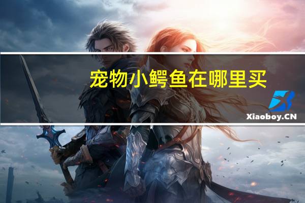 宠物小鳄鱼在哪里买