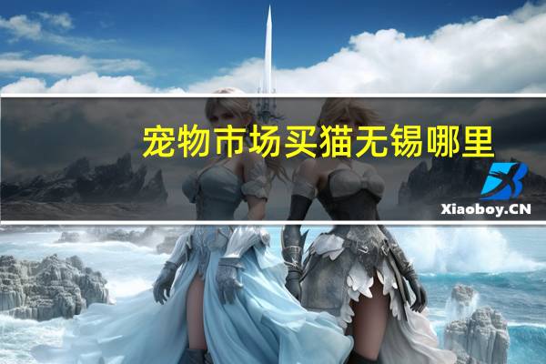 宠物市场买猫无锡哪里