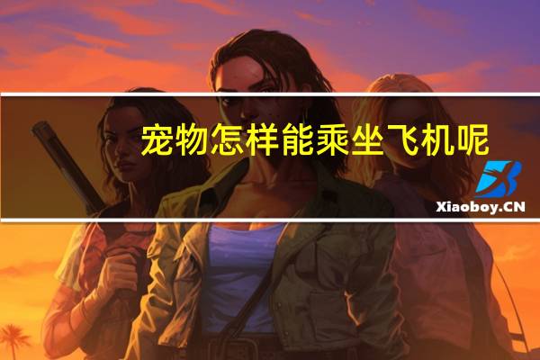 宠物怎样能乘坐飞机呢