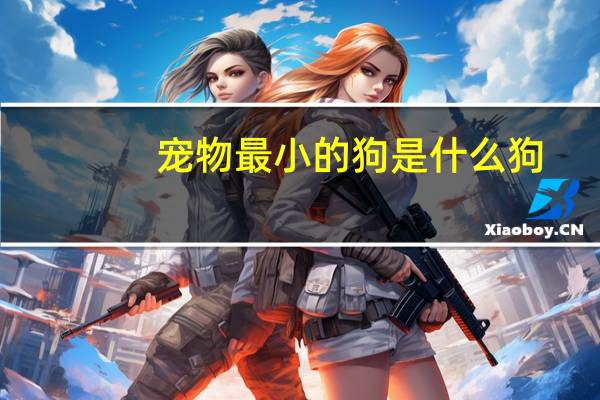 宠物最小的狗是什么狗