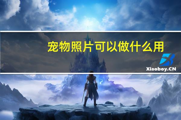 宠物照片可以做什么用