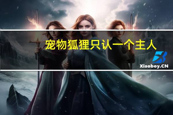 宠物狐狸只认一个主人