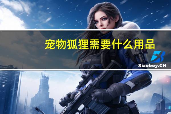 宠物狐狸需要什么用品