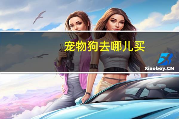 宠物狗去哪儿买