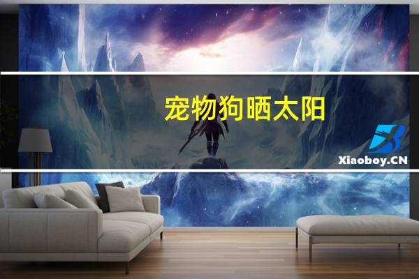 宠物狗晒太阳