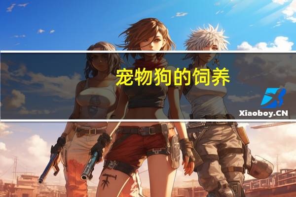 宠物狗的饲养
