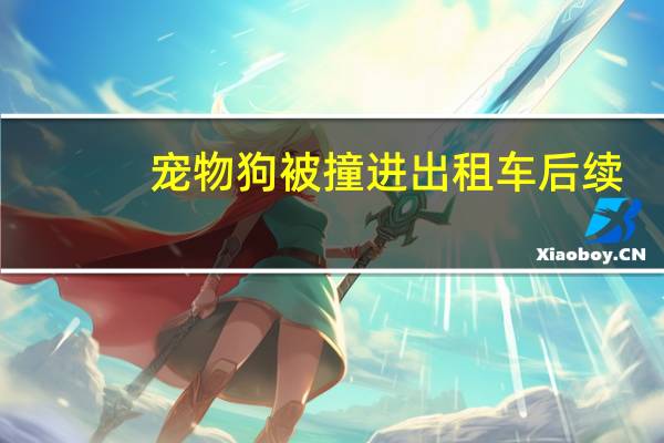 宠物狗被撞进出租车后续