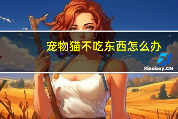 宠物猫不吃东西怎么办