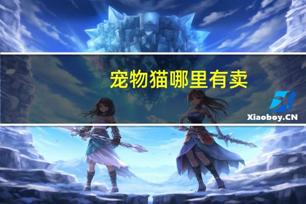 宠物猫哪里有卖
