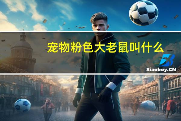 宠物粉色大老鼠叫什么