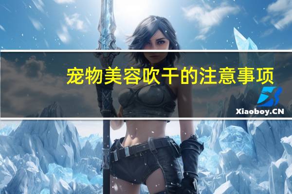 宠物美容吹干的注意事项