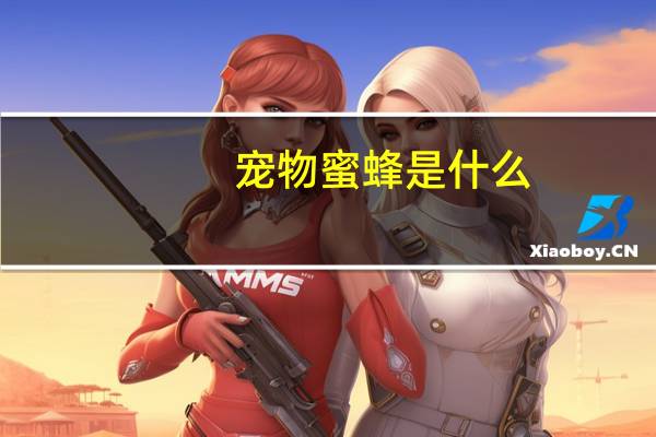 宠物蜜蜂是什么