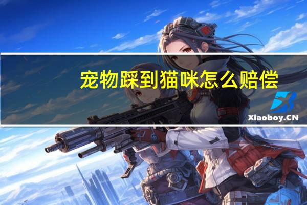 宠物踩到猫咪怎么赔偿