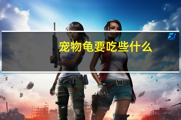 宠物龟要吃些什么