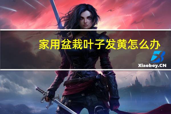 家用盆栽叶子发黄怎么办