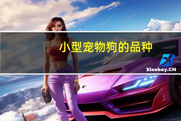 小型宠物狗的品种
