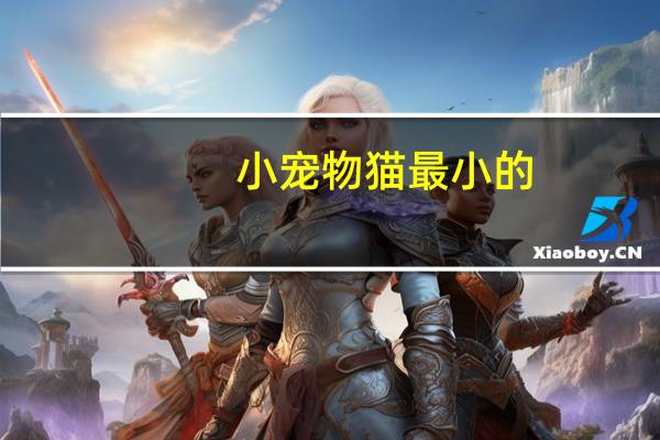 小宠物猫最小的