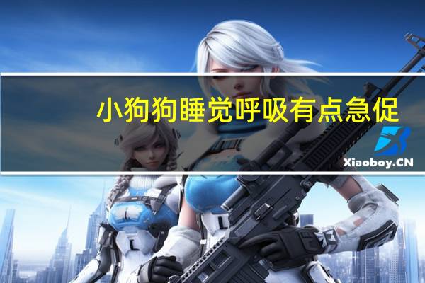 小狗狗睡觉呼吸有点急促