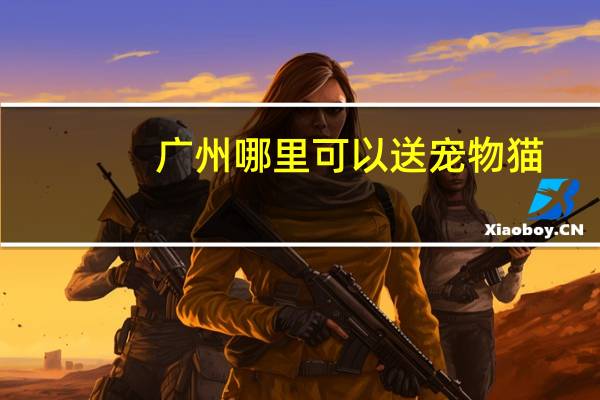 广州哪里可以送宠物猫