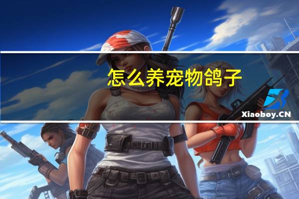 怎么养宠物鸽子