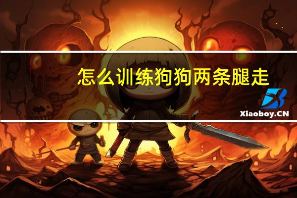怎么训练狗狗两条腿走