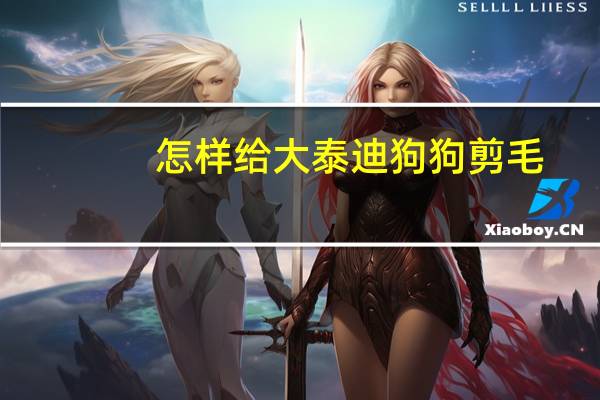 怎样给大泰迪狗狗剪毛