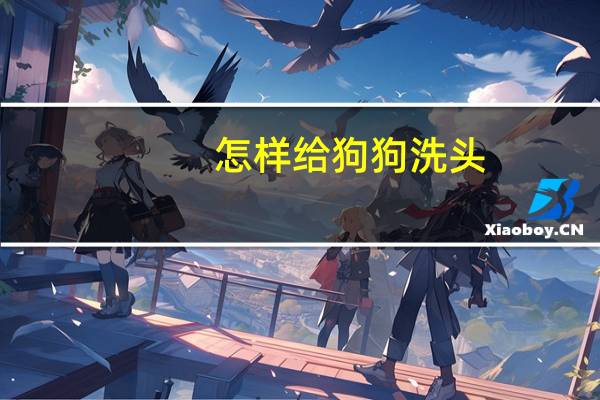 怎样给狗狗洗头
