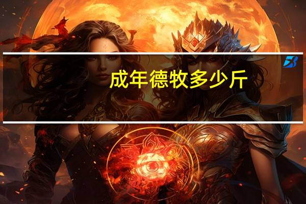 成年德牧多少斤
