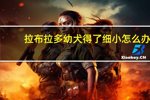 拉布拉多幼犬得了细小怎么办