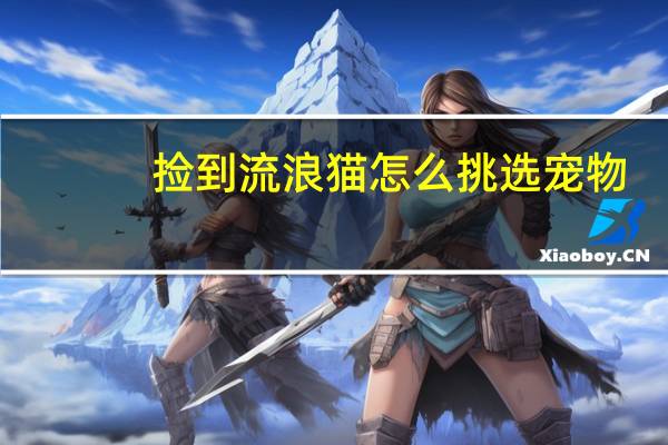 捡到流浪猫怎么挑选宠物