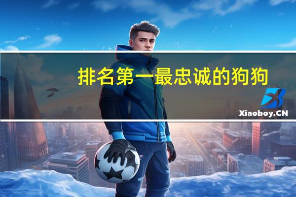排名第一最忠诚的狗狗