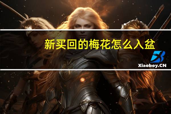 新买回的梅花怎么入盆