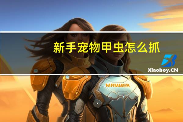 新手宠物甲虫怎么抓