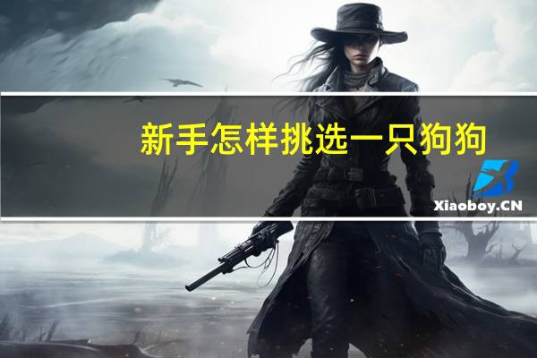 新手怎样挑选一只狗狗