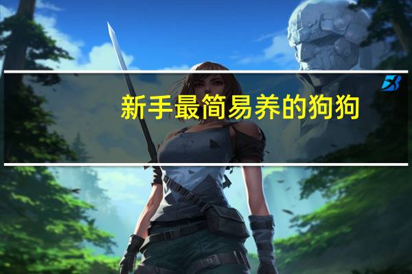 新手最简易养的狗狗