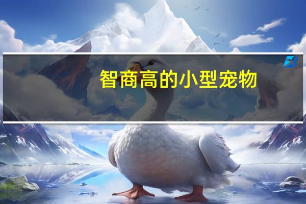 智商高的小型宠物