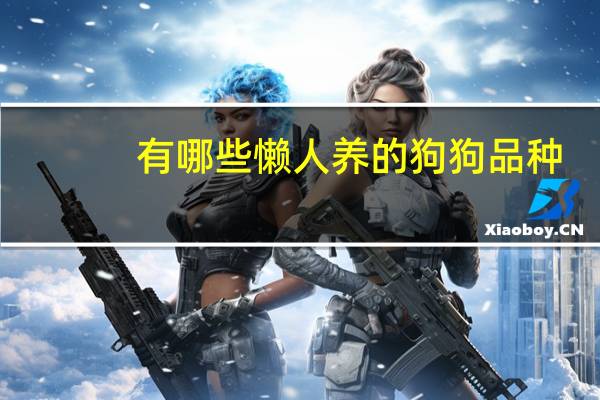 有哪些懒人养的狗狗品种