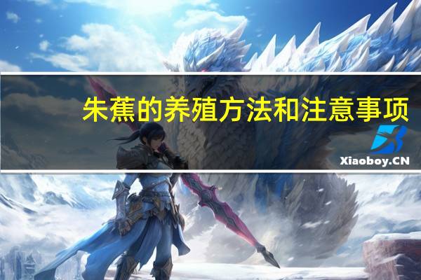 朱蕉的养殖方法和注意事项