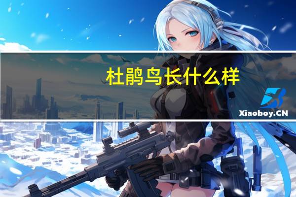 杜鹃鸟长什么样