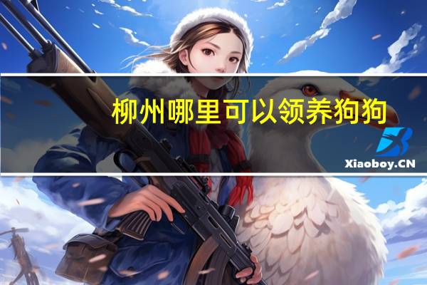 柳州哪里可以领养狗狗