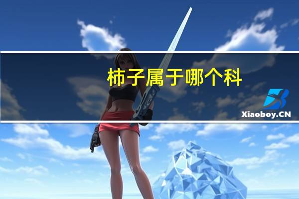 柿子属于哪个科